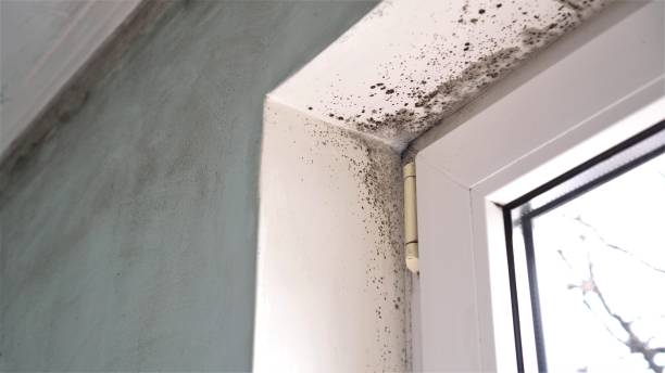 Best Commercial Mold Remediation in Marsing, ID