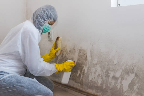 Reliable Marsing, ID Mold Remediation Solutions